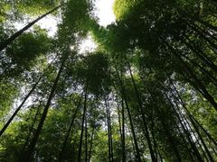 -鸡枕山