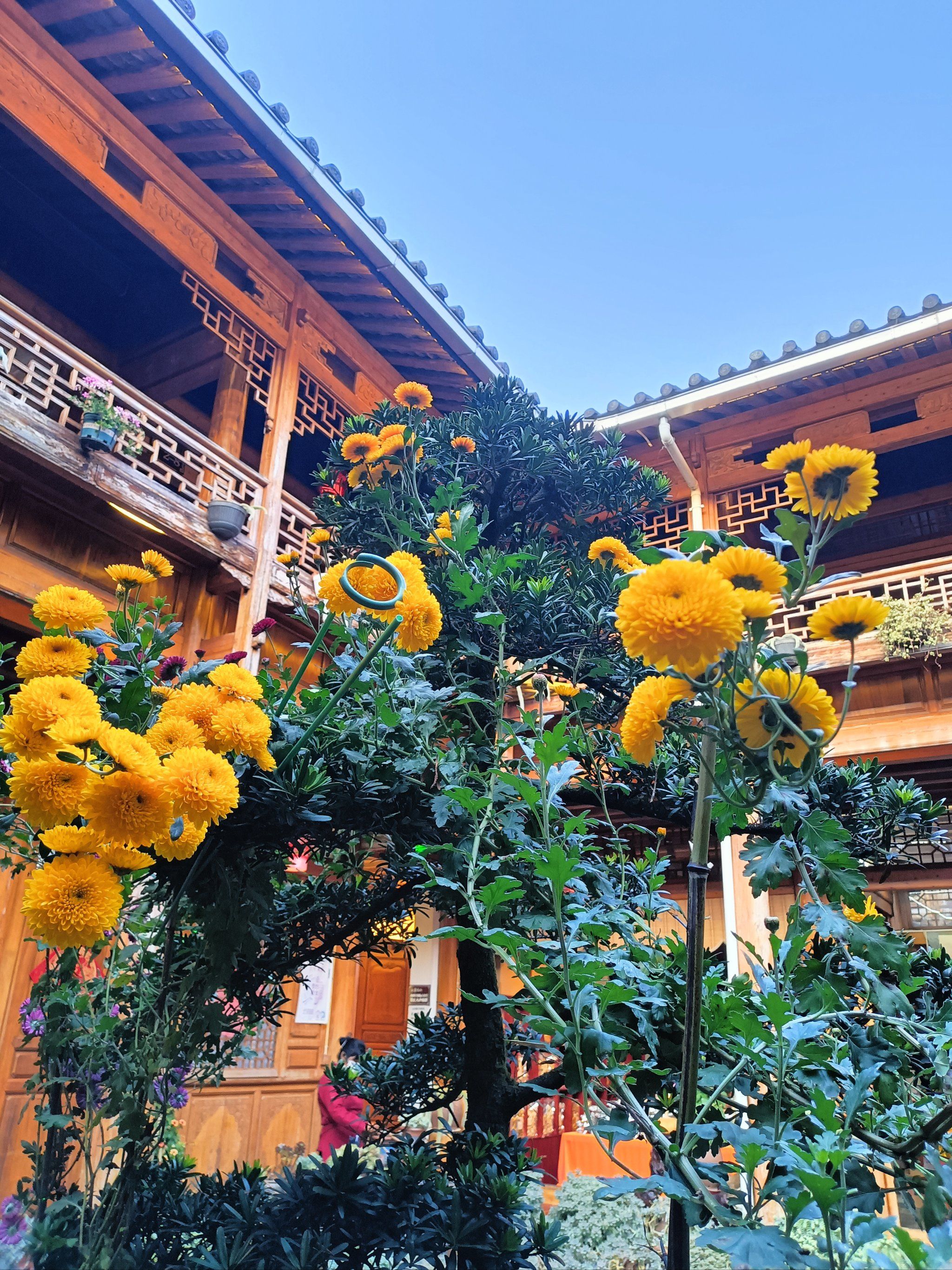 冬天的菊花还是那么美