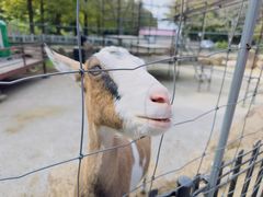 -神户市立六甲山牧场