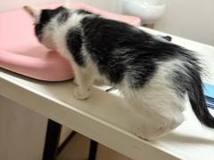 -御宝贝·A梦猫科宠物医院(国际猫友好医院)