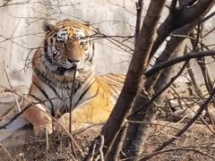 -石家庄市动物园