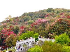 -贵州百里杜鹃风景名胜区