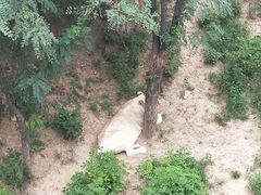 -石家庄市动物园