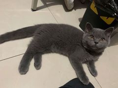 -lincat·猫舍(广州店)