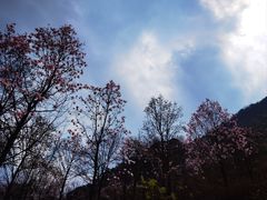 -九皇山景区