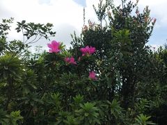 -梧桐山风景名胜区