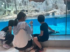 -帝企鹅自助餐厅•儿童岛•真企鹅(长隆企鹅酒店)