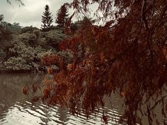 -深圳仙湖植物园