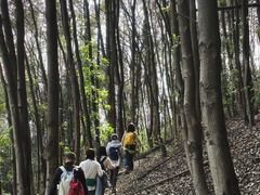 -铁山坪森林公园