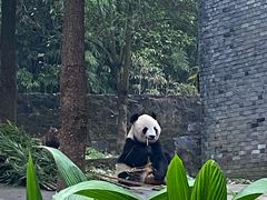 -都江堰中华大熊猫苑