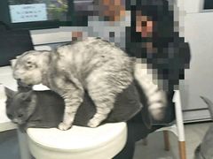 -喵的天空名猫咖啡馆·撸猫·猫舍·用品