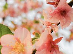 -三圣花乡旅游区