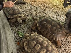 -上海大自然野生昆虫馆(东方明珠·爬宠昆虫探索中心)