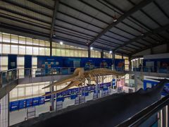 -上海海洋大学鱼文化博物馆(军工路校区)