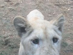 -泉州海丝野生动物世界