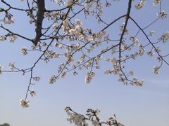 -高东镇樱花园