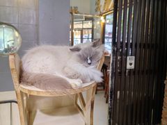 -豆逗聊愈猫阁Easy Life
