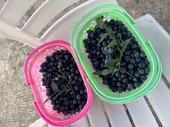 -金谷域澳洲庄园