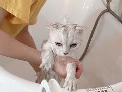 -十年猫舍·猫咪专门店(普陀店)
