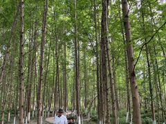 -桤木河湿地公园