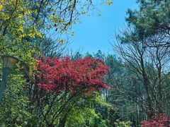 -铁山坪森林公园