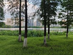 -飞来湖湿地公园