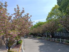 -嘉定紫藤园