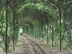 -合肥滨湖国家森林公园