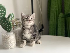 -喵zoo家庭繁育猫舍(尖东智能花园店)