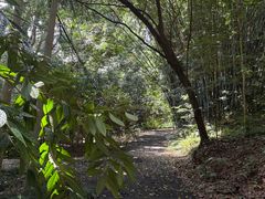 -南宁良凤江国家森林公园