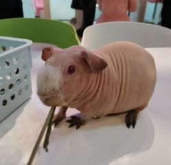 -Moni星球萌宠·小马宝莉·灵蛇·高端高阶全萌宠互动体验俱乐部(红豆国际广场店)