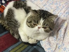 -PETKIT小佩宠物·低压洗护(国顺东路店)