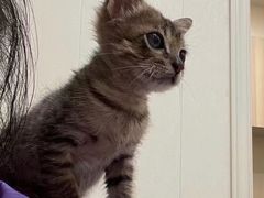 -瑞派康怡24h宠物医院·犬猫医疗中心·微创绝育(瑞景分院)