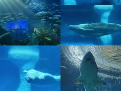 -海合安武汉极地海洋公园