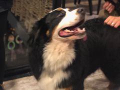 -百好乐宠物友好餐厅(朝外大街店)