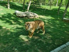 -北京野生动物园