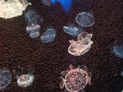 -太平洋海底世界