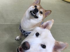 -逗柴咖啡屋·狗咖猫咖宠物桌游