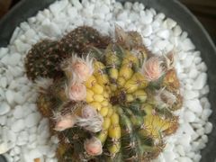 -龙大花卉苗木市场