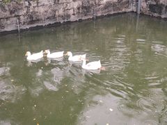 -苏州文庙(姑苏区)