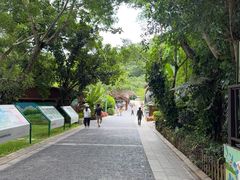 -野象谷景区