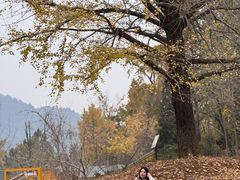-千年银杏谷文化旅游区