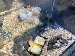 -青石桥花鸟鱼虫市场(叠翠城店)