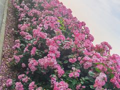 -上海滨江森林公园