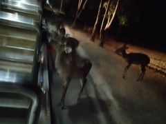-清迈夜间动物园