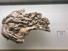 -辽宁古生物博物馆