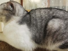 -共舞时光猫咖·狗咖(新街口店)