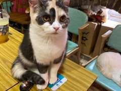 -猫色咖啡·猫咖