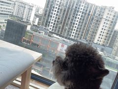 -爱侣宠医·鹦鹉专科·小型哺乳类·异宠专科(灵石路店)