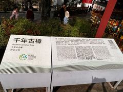 -新安江山水画廊风景区